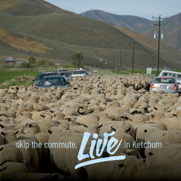Picture of a sheep herd blocking traffic south of Ketchum